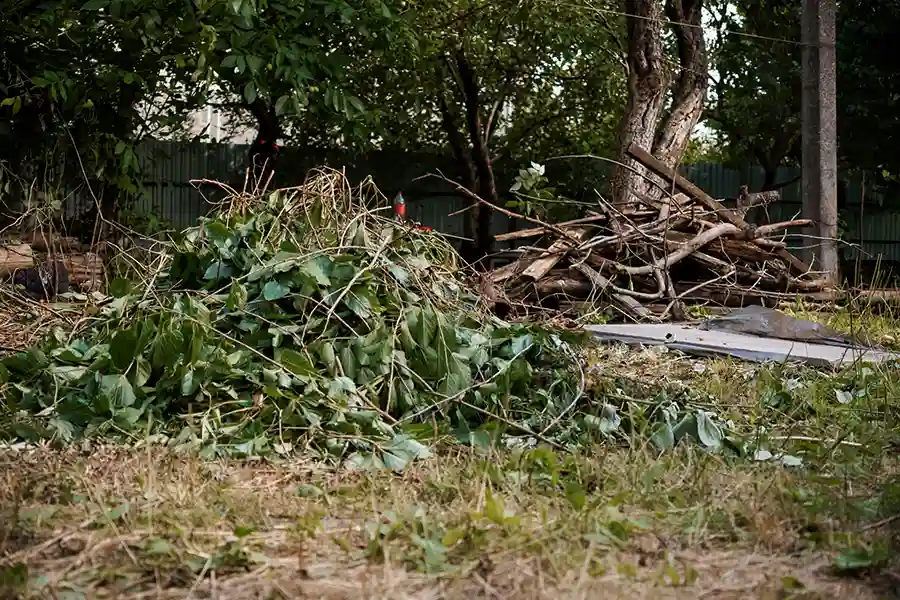 Tree Pruning Tree Pruning