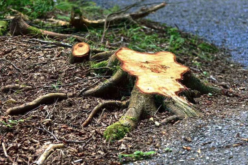 Tree Removal Tree Removal