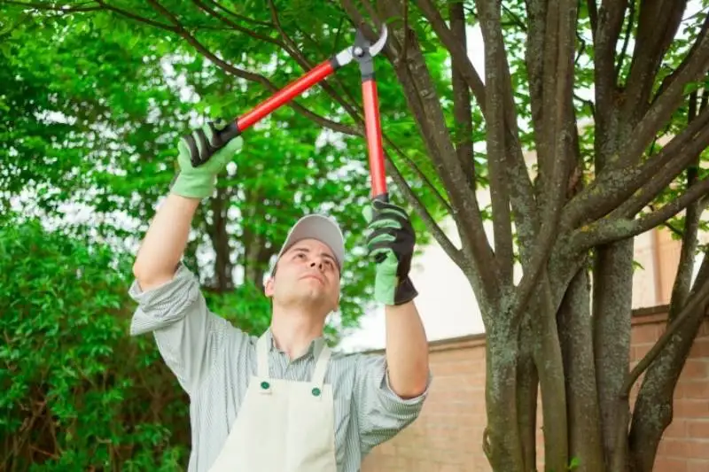 Tree Service Tree Service