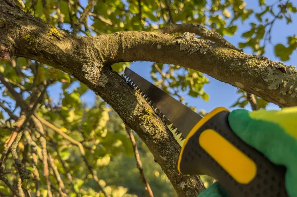 Tree Trimming Tree Trimming